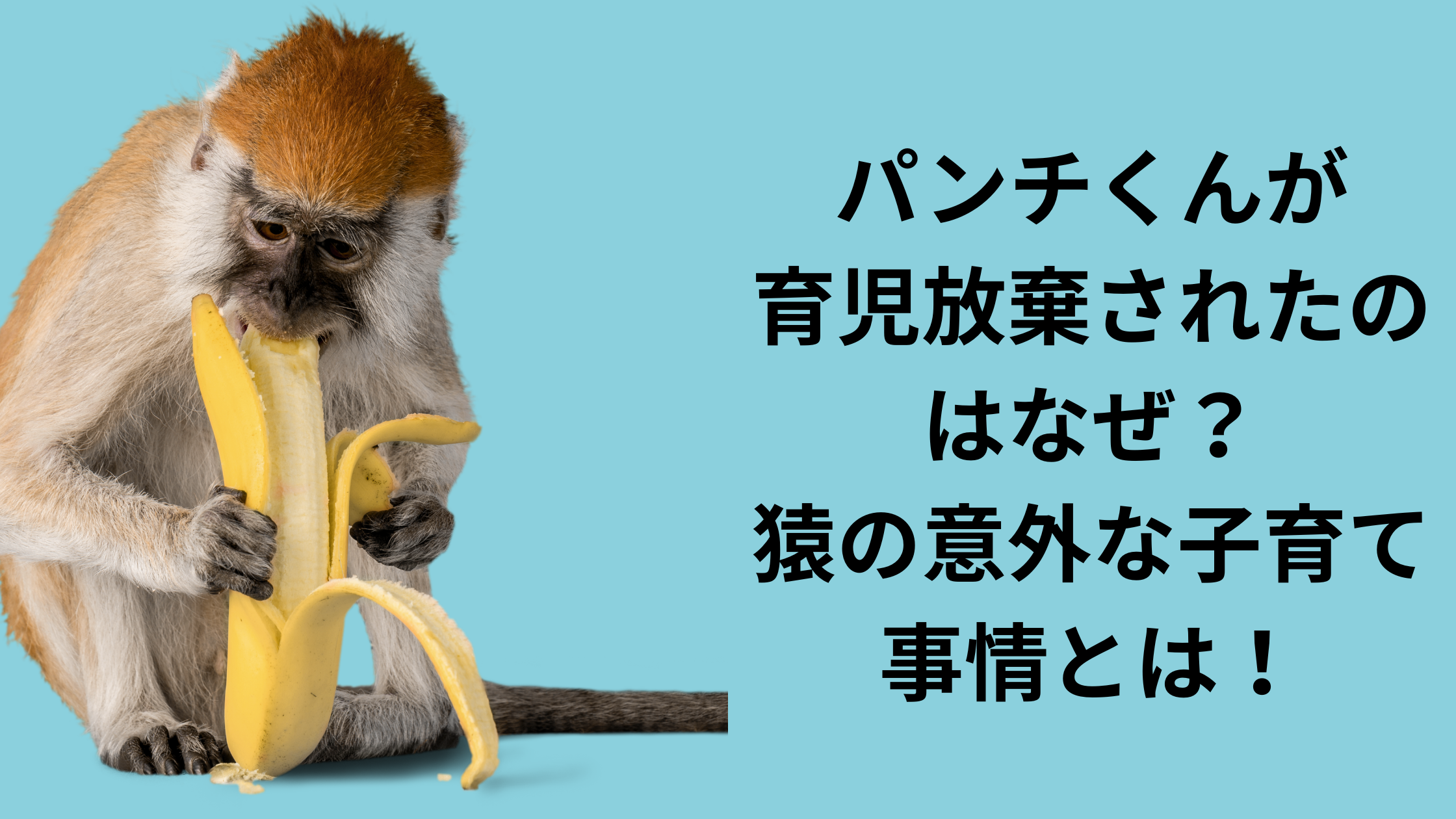 パンチくん子育て事情