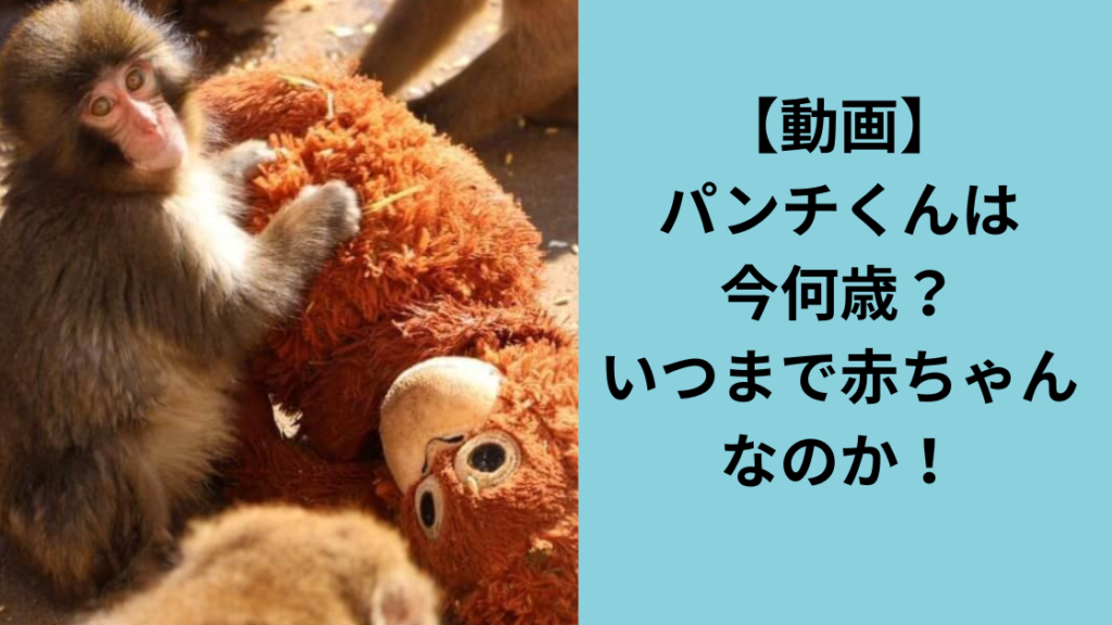 パンチくんは今何歳？
