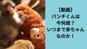 パンチくんは今何歳？
