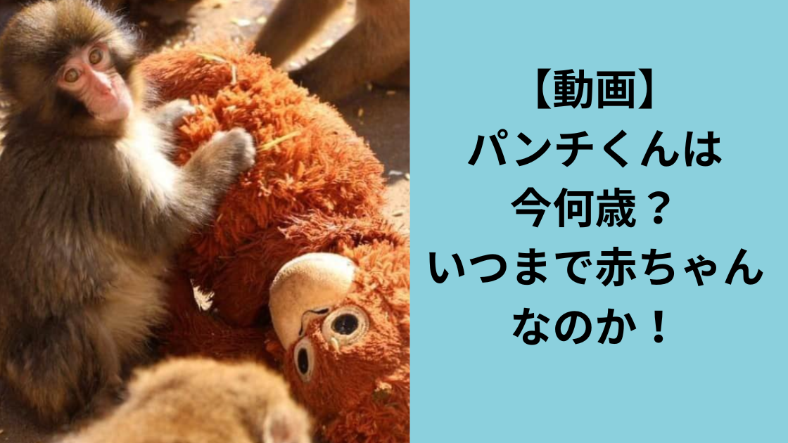 パンチくんは今何歳？