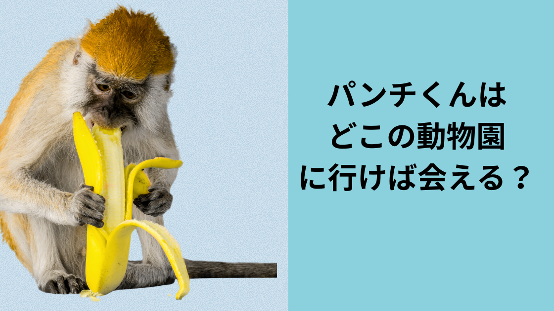 パンチくんはどこにいるの？